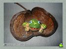 frogs_0024.jpg