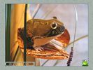 frogs_world_003.jpg